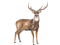axis deer